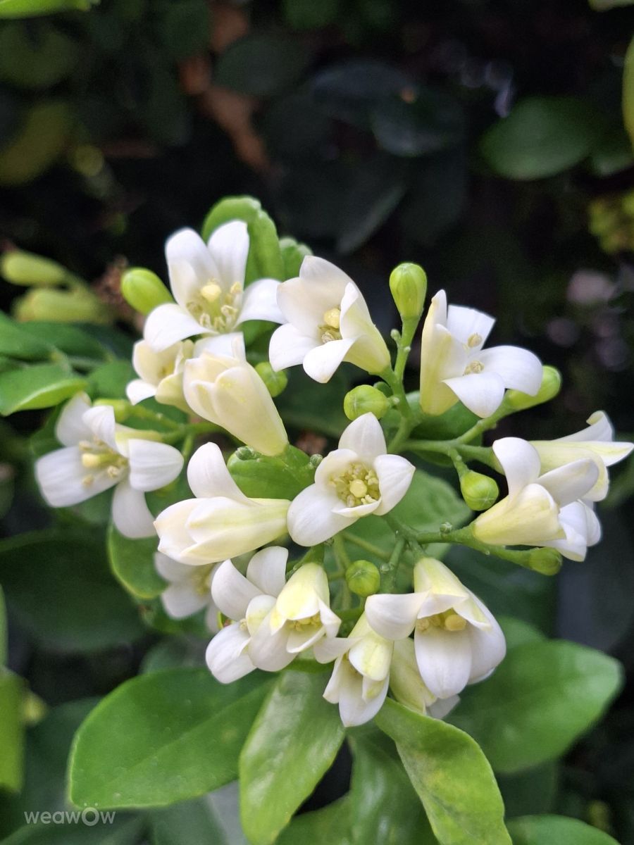 Photographe Wen-ya Huang, Photos météo à Kaohsiung - Weawow