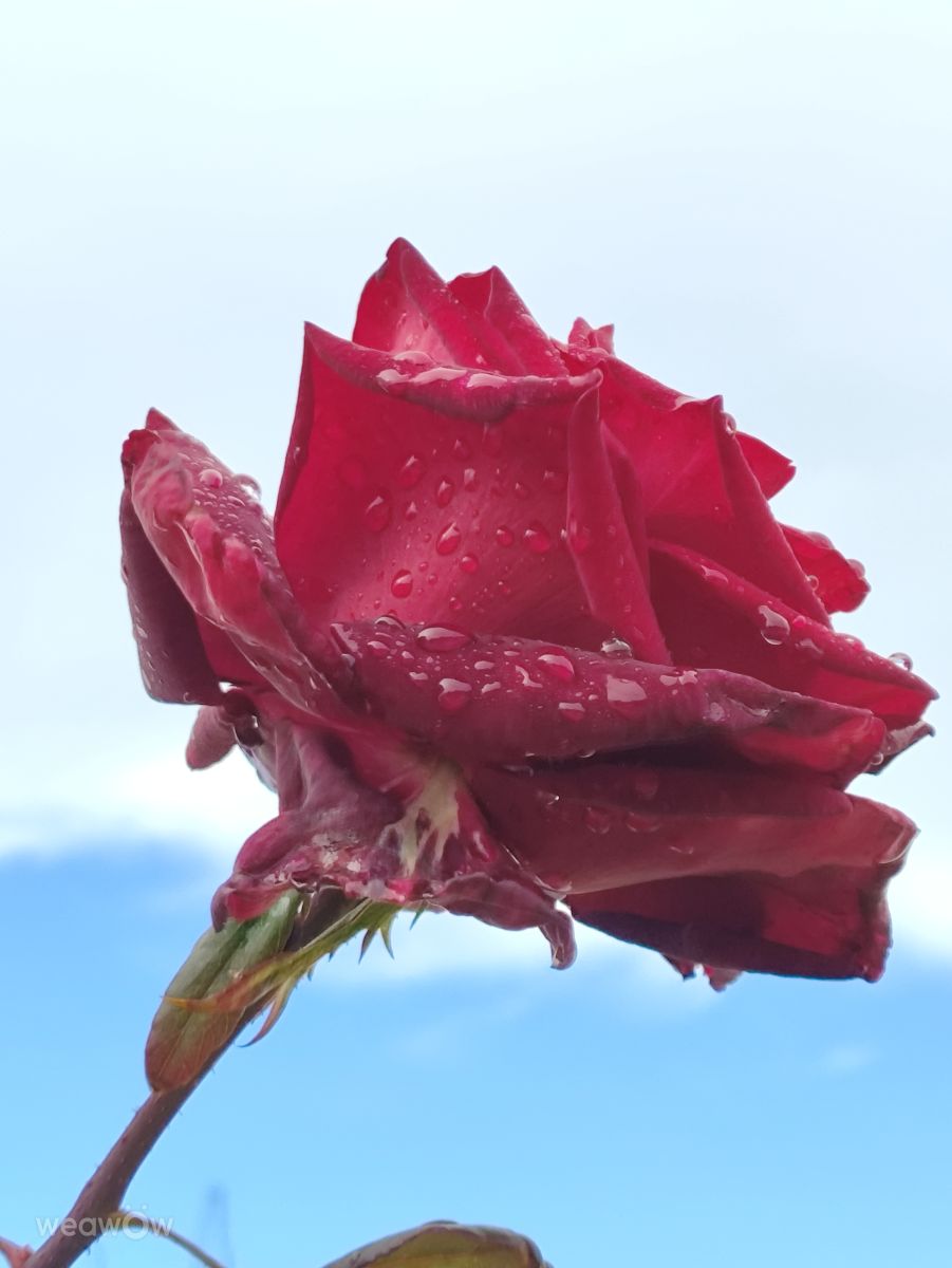 Фотограф Brtd, Фотографии Погоды в Praia do Carvoeiro - Weawow