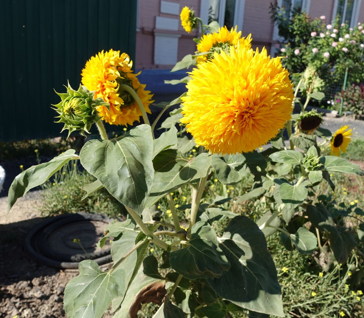 Fotos sobre el clima en Taganrog. Pronósticos del tiempo con hermosas fotos de marimouse3