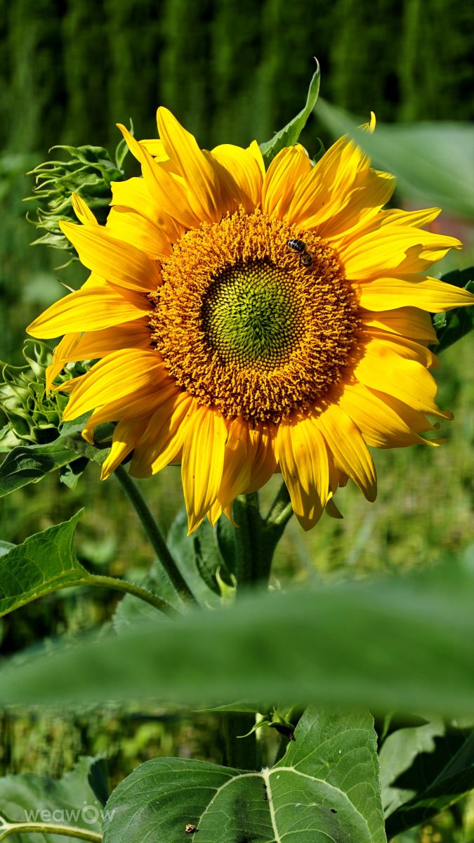 Weather Photos in Slovakia. Weather forecasts with beautiful photos by slavomira-n