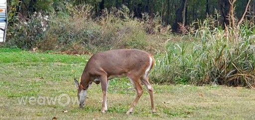 写真家 LeeannePr71、Foyilの天気写真 - Weawow