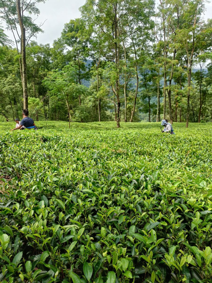 Hình ảnh Thời tiết ở West Bengal. Dự báo thời tiết với những bức ảnh đẹp của Sushil Rai Chamling