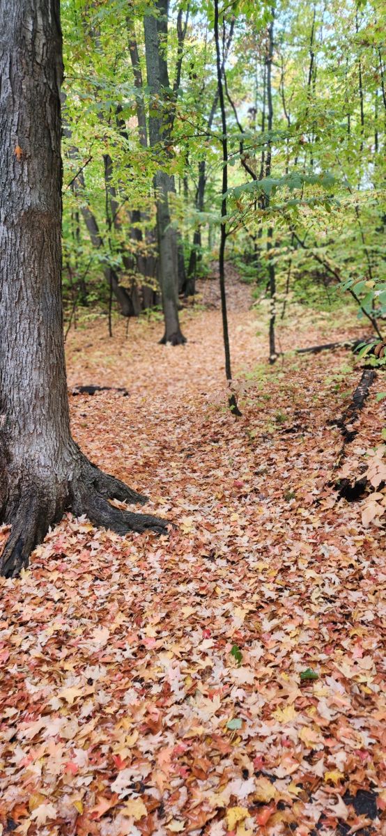 Wetter Photos Kanata Avenue. Wettervorhersagen mit schönen Fotos von KevinG