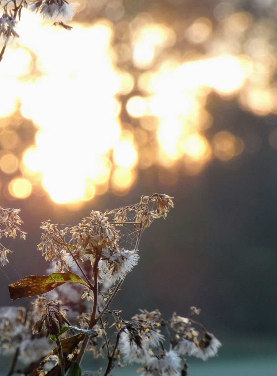 Фотограф fwerner, Фотографии Погоды в Ahlhorner Fischteiche - Weawow