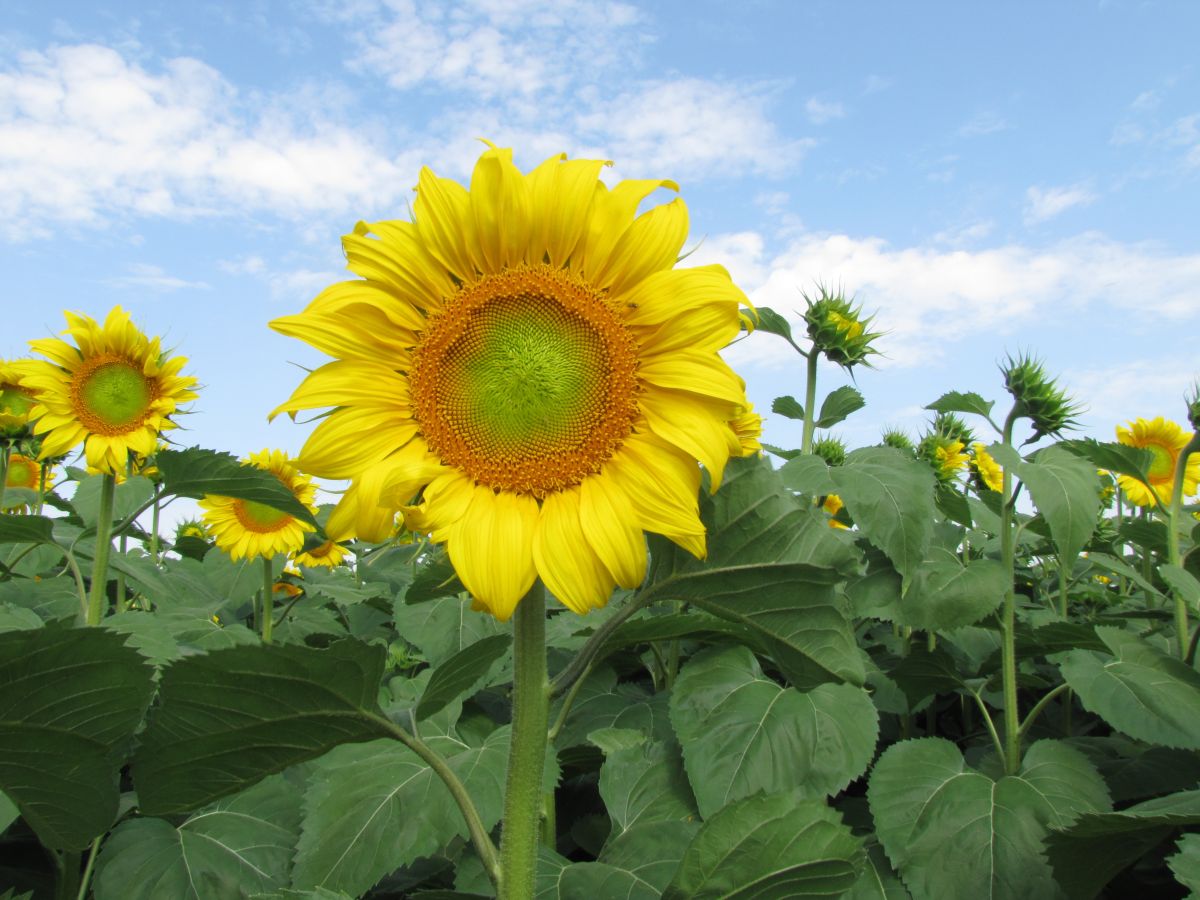 Фотографии Погоды в Белгородская Область. Прогнозы погоды с чудесными фотографиями, сделанными Sviatoslav