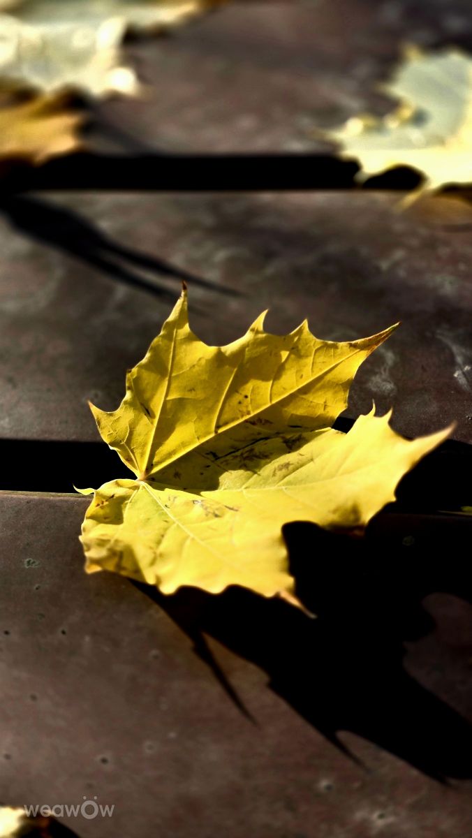 摄影师 Hela，Bavaria的天气照片 - Weawow