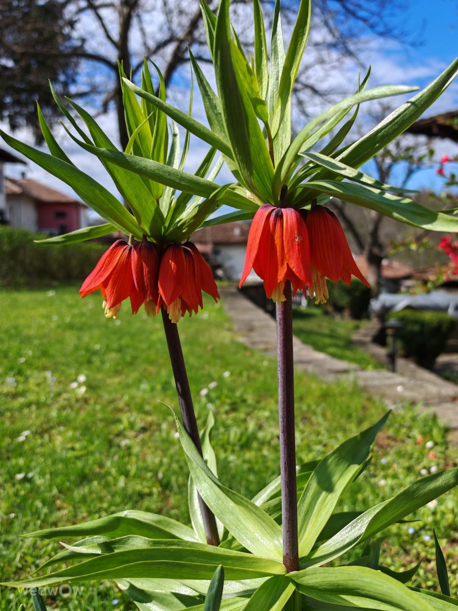 Elenaの天気写真. Boris Daskalovの美しい写真による天気予報