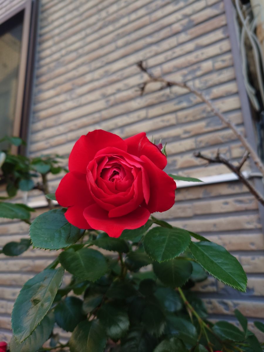 Fotografos あさのジジ, Fotos do tempo em Okayama - Weawow