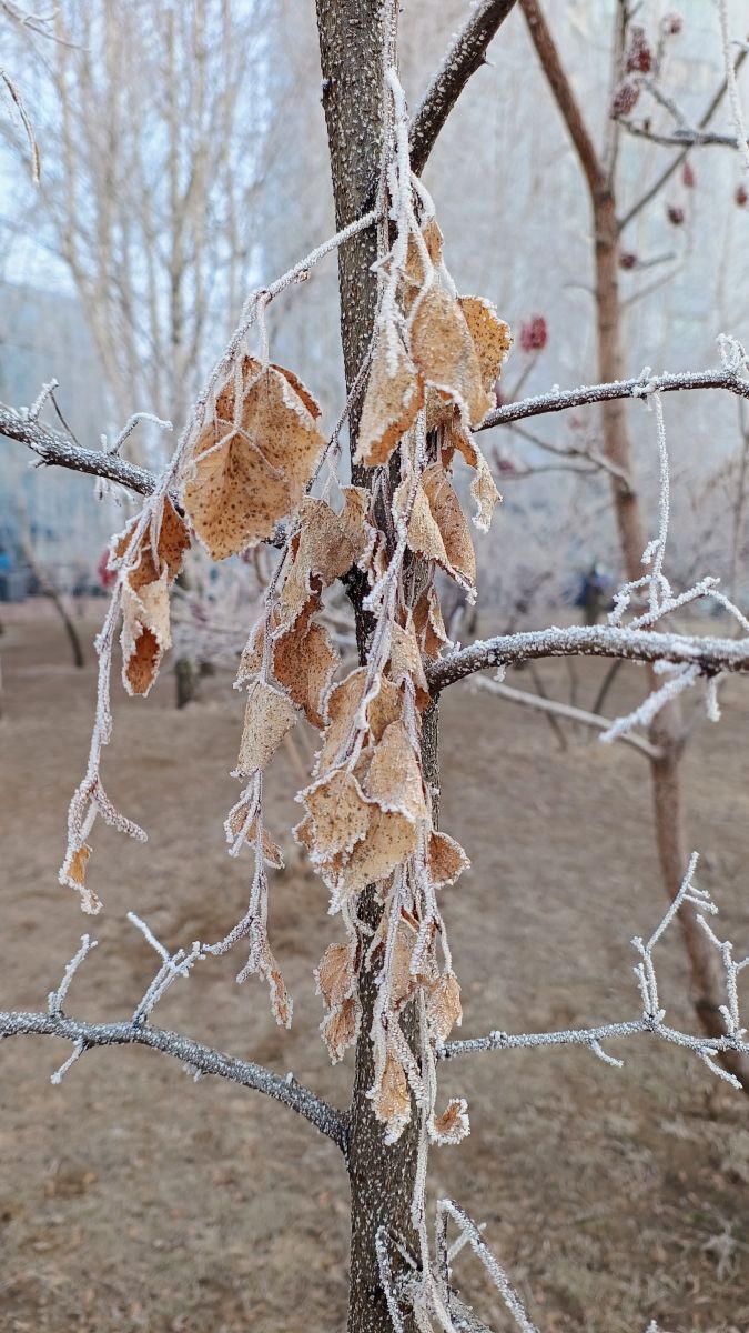 Kyiv City的天气照片. 天气预报，带asasela精美的照片