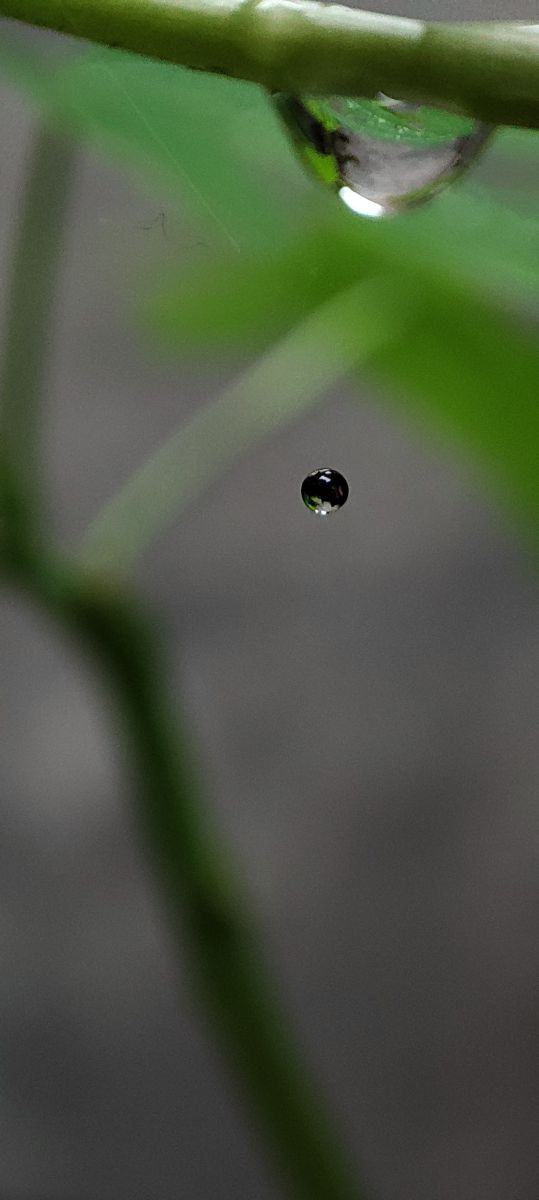 Fotos sobre el clima en Cochín. Pronósticos del tiempo con hermosas fotos de Sulfi Vk