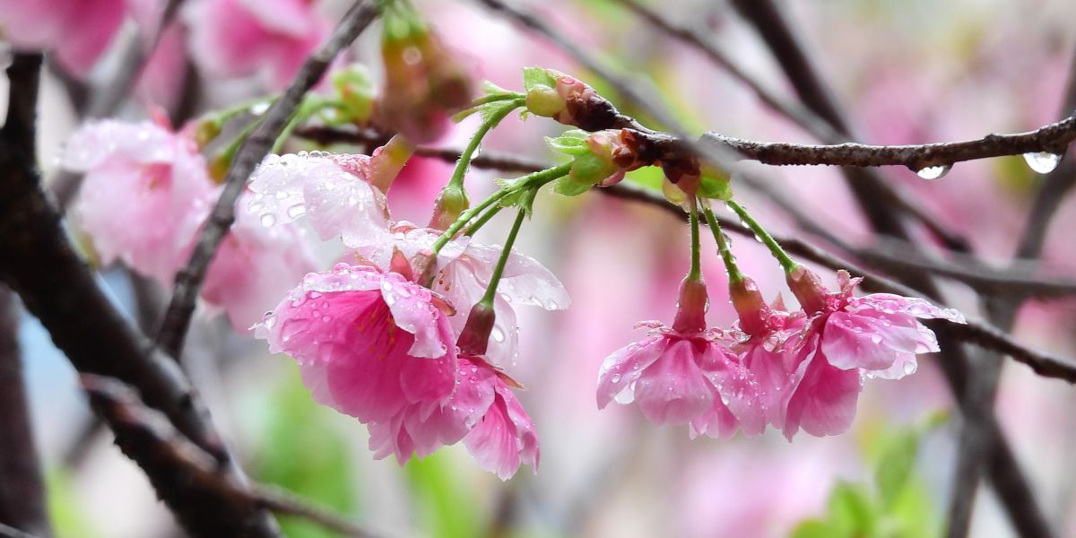 Weather Photos in Hong Kong. Weather forecasts with beautiful photos by Ensign_Lau