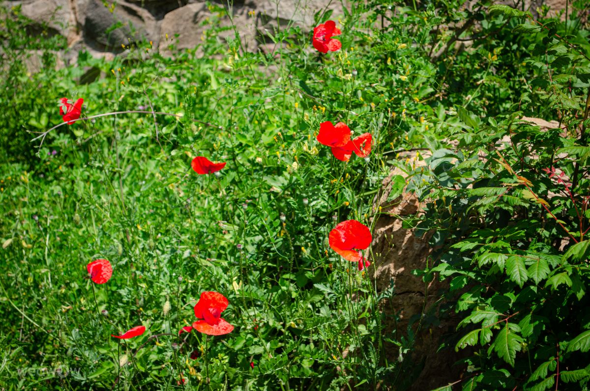 Weather Photos in Veliko Tarnovo. Weather forecasts with beautiful photos by derezina