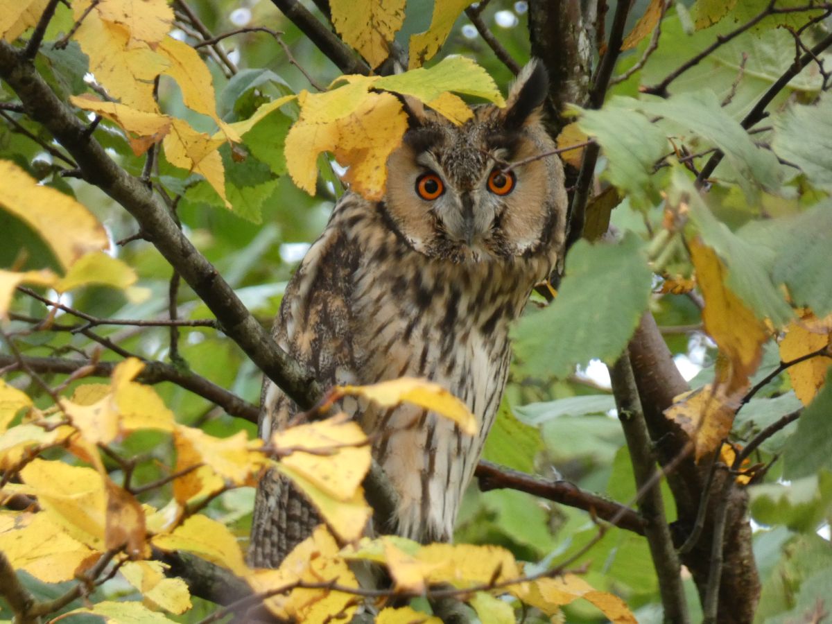 Фотограф fwerner, Фотографии Погоды в Elsfleth - Weawow