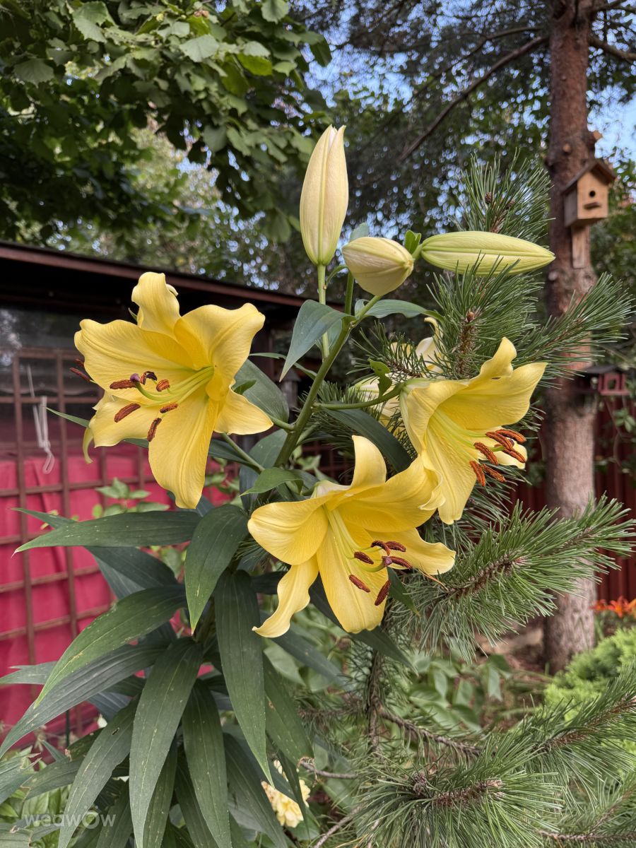 ペテルゴフの天気写真. mas777777の美しい写真による天気予報