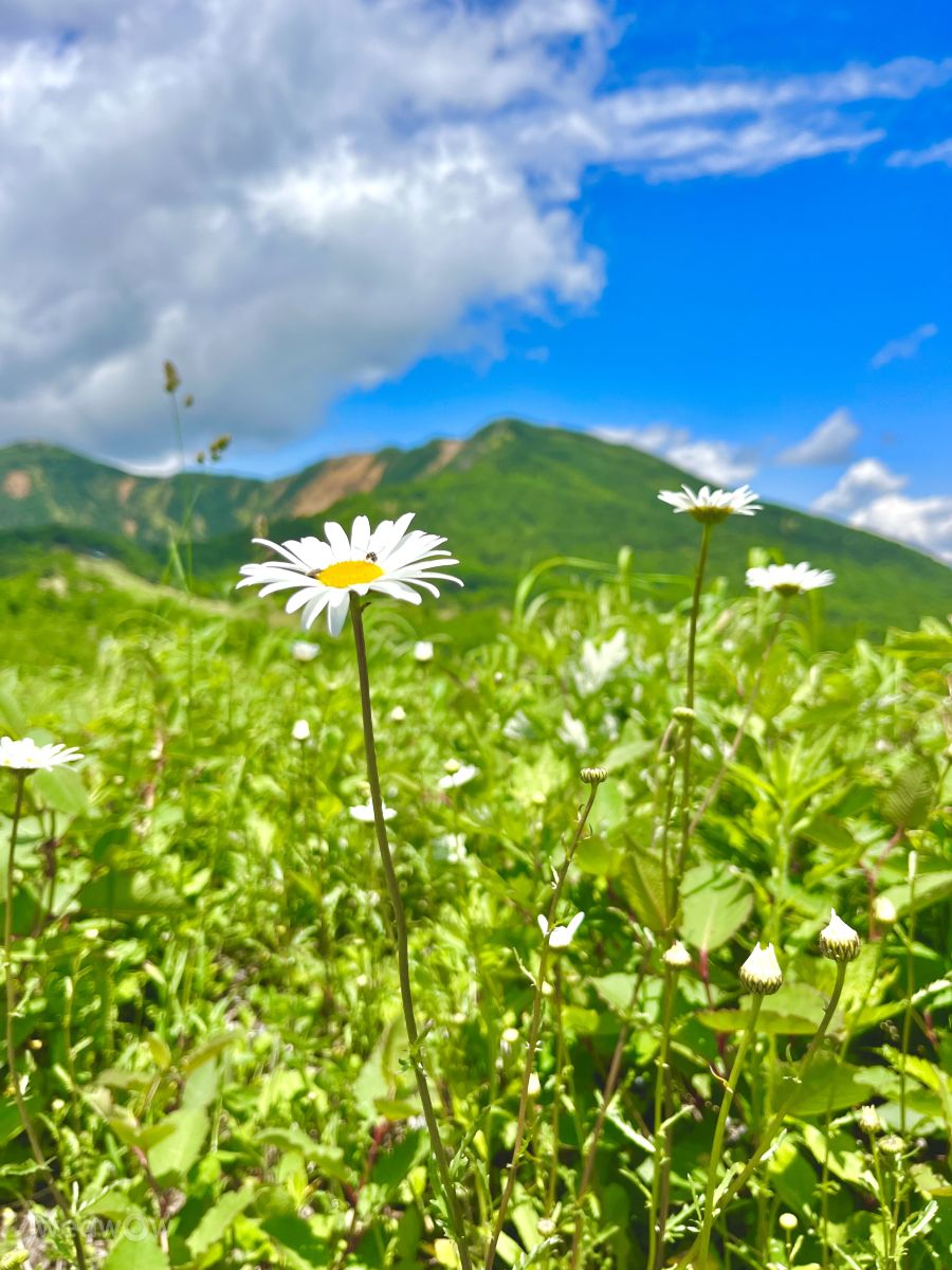 Weather Photos in 高峰高原. Weather forecasts with beautiful photos by Kasumisou