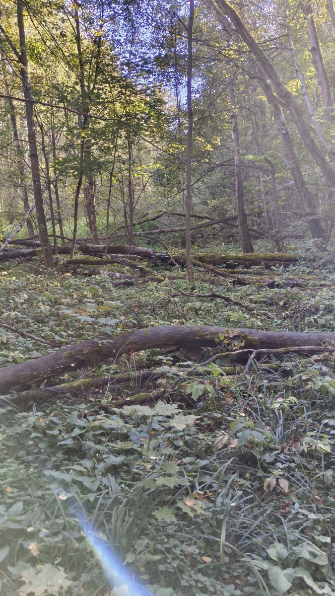 Wetter Photos Tul'skaya Oblast'. Wettervorhersagen mit schönen Fotos von Aleksei