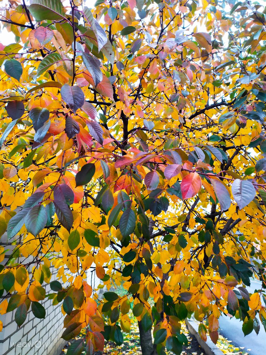 Fotografos Elena Chayka, Fotos do tempo em Inhulskyi district - Weawow