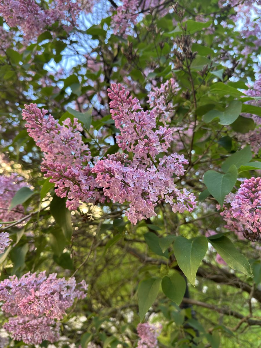 Weather Photos in Izmaylovo. Weather forecasts with beautiful photos by Ritha