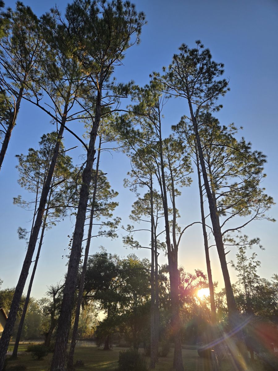 Photographe davidallport, Photos météo à Live Oak - Weawow