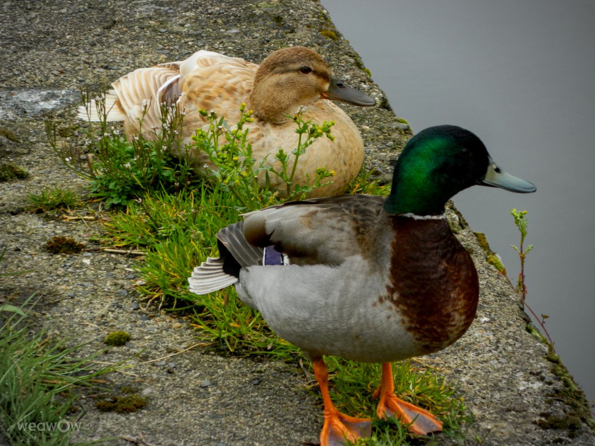 Nhiếp ảnh gia DarekCho, Hình ảnh Thời tiết ở Muine Bheag - Weawow