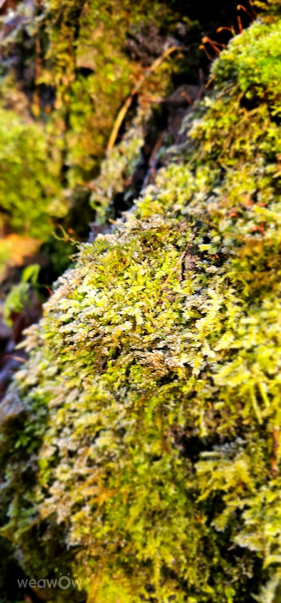 Fotografos Seni, Fotos do tempo em Velbert - Weawow