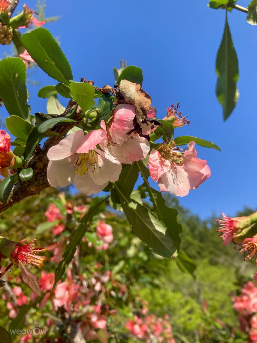 Weather Photos in Gifu. Weather forecasts with beautiful photos by Aya_Kiefer