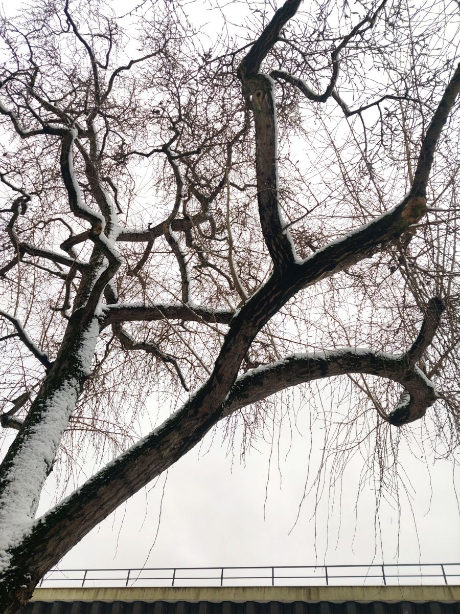 Фотограф Zorrra, Фотографии Погоды в Neukölln - Weawow