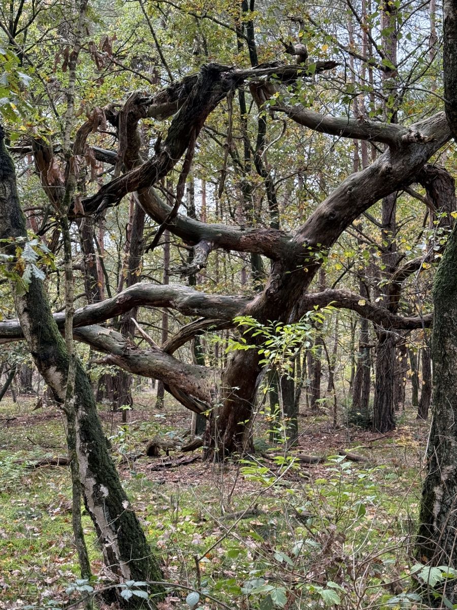 Weather Photos in Hilversum. Weather forecasts with beautiful photos by Oksy