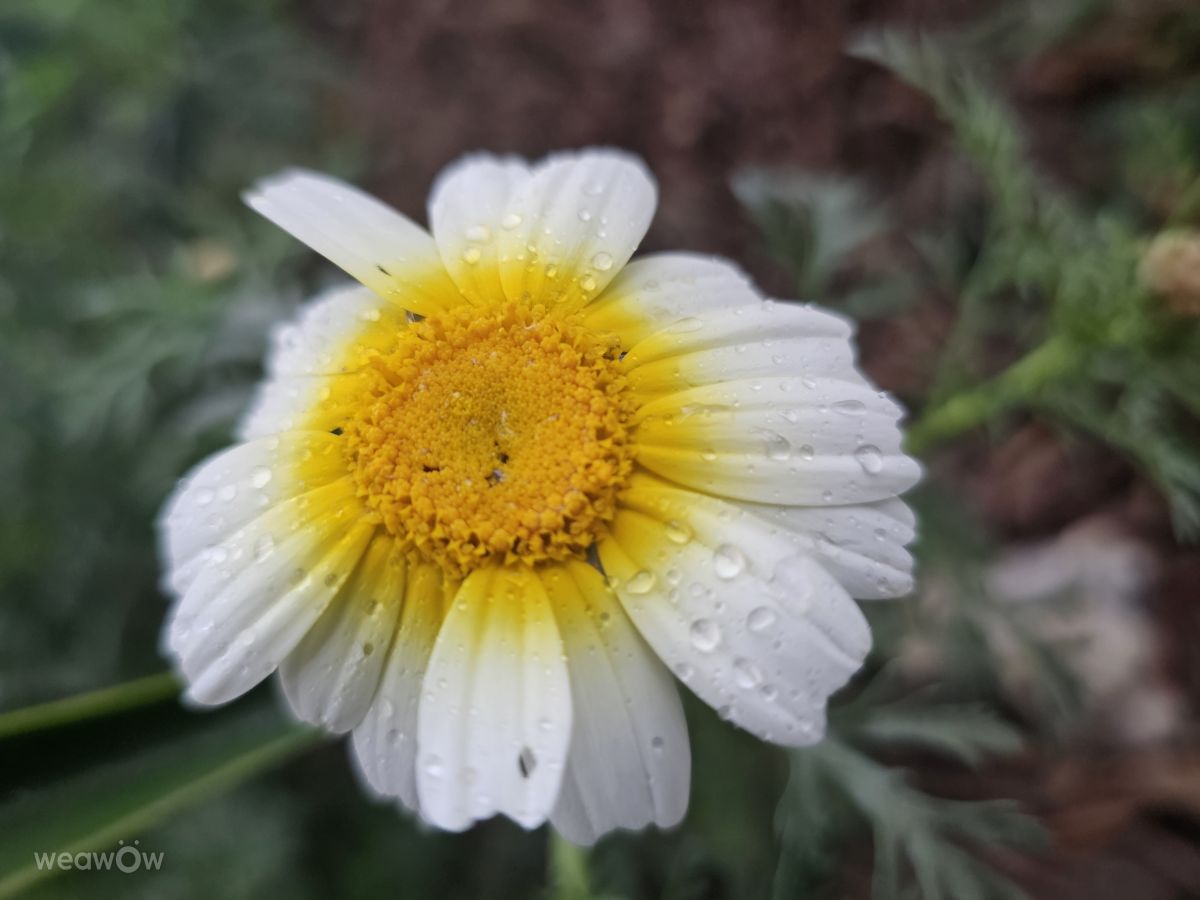 Wetter Photos Irak. Wettervorhersagen mit schönen Fotos von عطر الياسمين