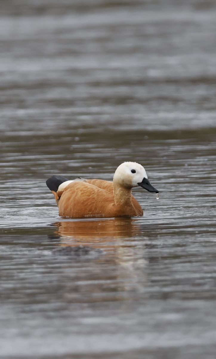Hình ảnh Thời tiết ở Slovakia. Dự báo thời tiết với những bức ảnh đẹp của MinoB
