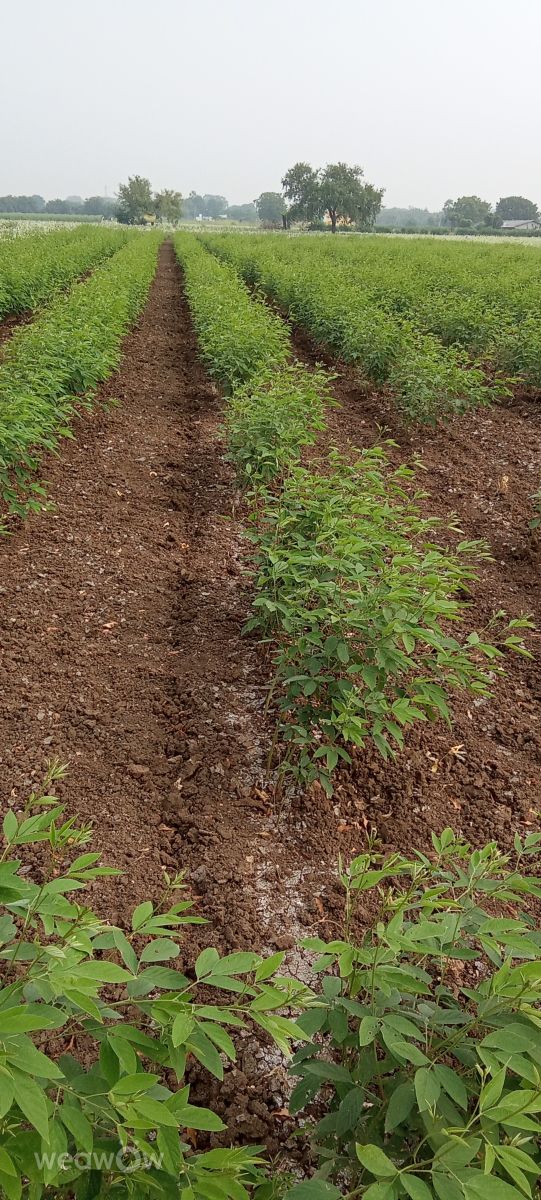 Hình ảnh Thời tiết ở Ấn Độ. Dự báo thời tiết với những bức ảnh đẹp của Imadabattini Bosu Babu