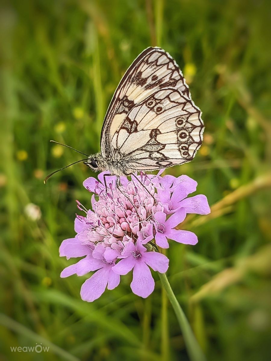 Fotografos Juniper-du-bayou, Fotos do tempo em Latour - Weawow