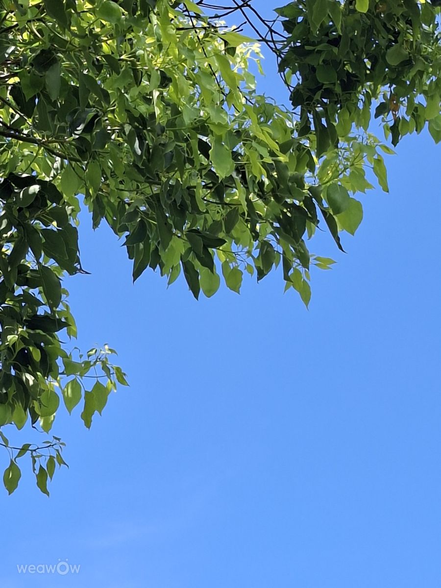 Photographe Wen-ya Huang, Photos météo à Kaohsiung - Weawow