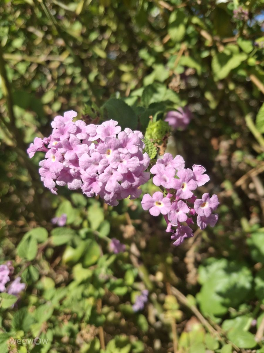 Weather Photos in Israel. Weather forecasts with beautiful photos by Moriya Koral