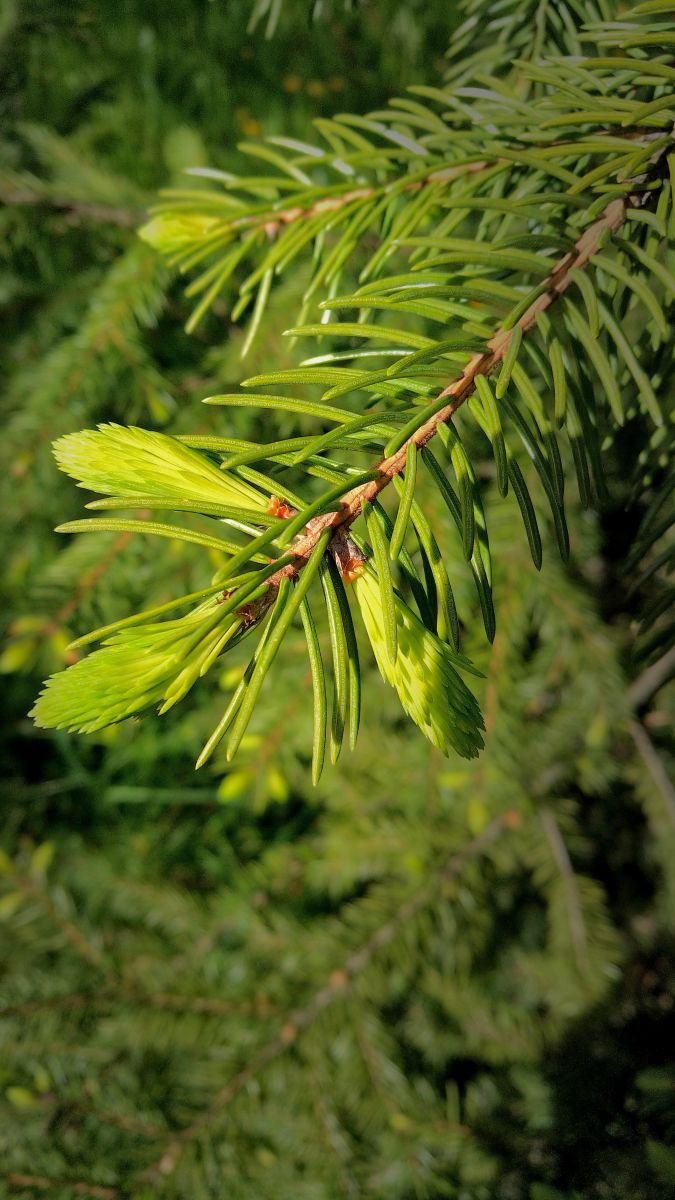 Photographer BHE6E, Weather Photos in Chernyanka - Weawow