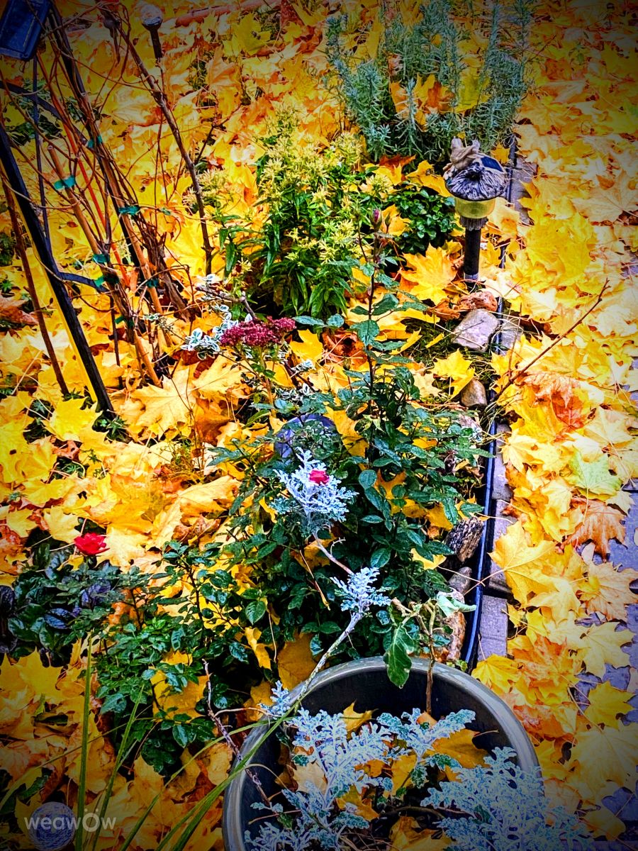 Photograph Lulu5523, Wetter Photos le Plateau - Weawow