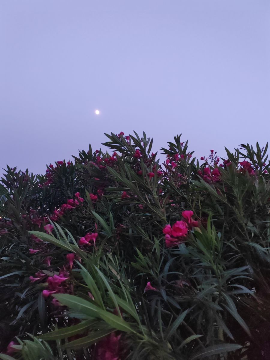 Fotos sobre el clima en Sochi. Pronósticos del tiempo con hermosas fotos de Albert_Smelovtsev