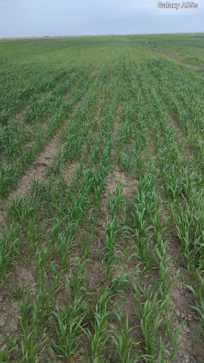 Fotos do tempo em Kurdistan Province. Previsões do tempo com lindas fotos de mValadi