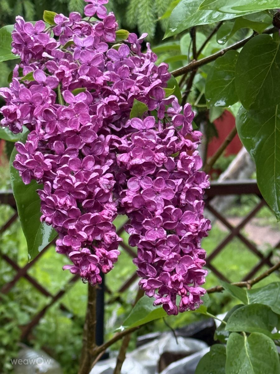 ペテルゴフの天気写真. mas777777の美しい写真による天気予報