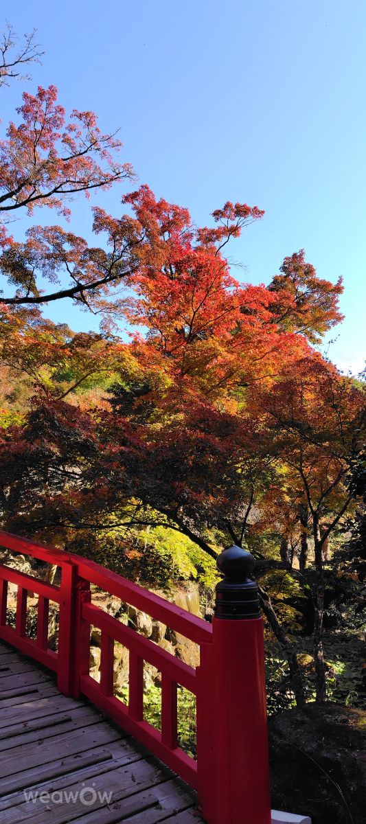 Photographer umemui, Weather Photos in Atami - Weawow