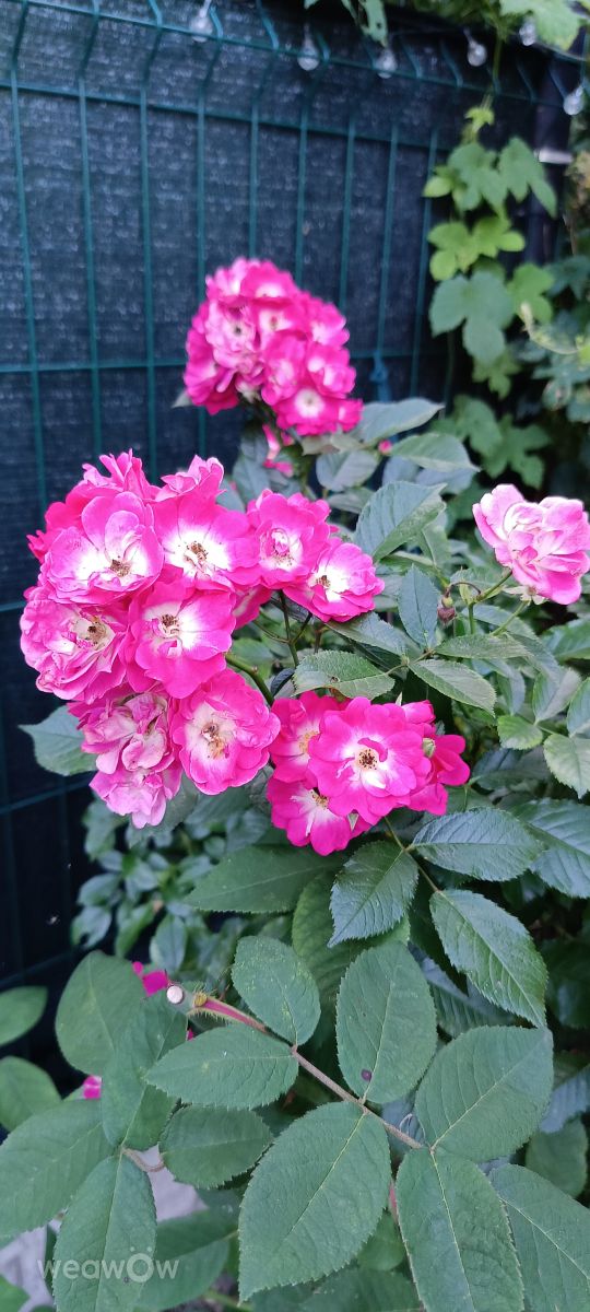 Fotos do tempo em Orzysz. Previsões do tempo com lindas fotos de Joanna Taci