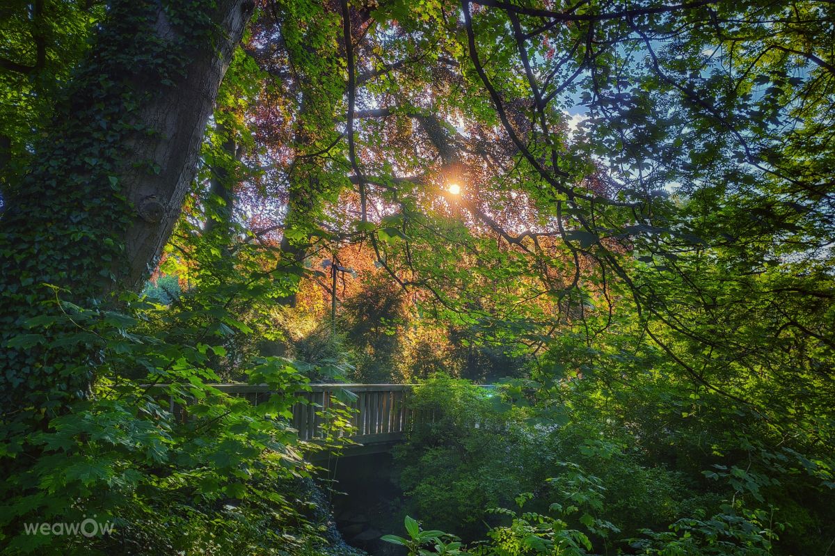 Weather Photos in Rombergpark-Lücklemberg. Weather forecasts with beautiful photos by Gweiland