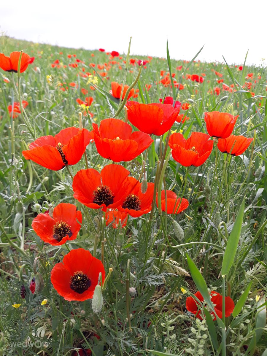 Fotos do tempo em Kurdistan Province. Previsões do tempo com lindas fotos de HBO258