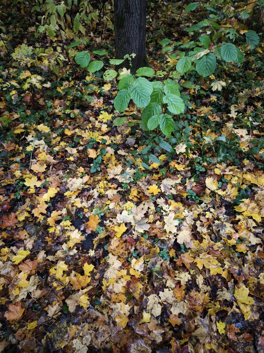 Weather Photos in Izmaylovo District. Weather forecasts with beautiful photos by Amanda_and_Valdemar_Che