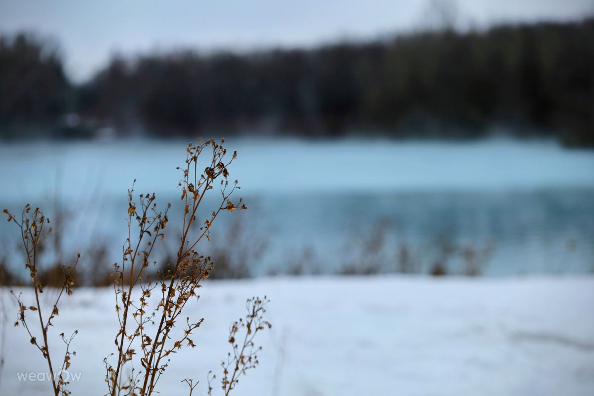 写真家 bello3001、Harpener Teicheの天気写真 - Weawow