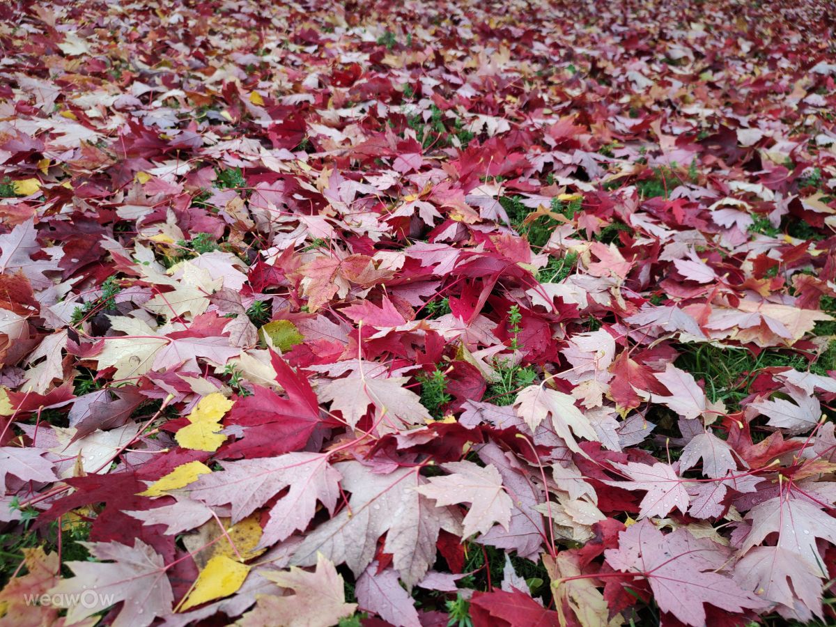 Fotos do tempo em Česká Třebová. Previsões do tempo com lindas fotos de drollted