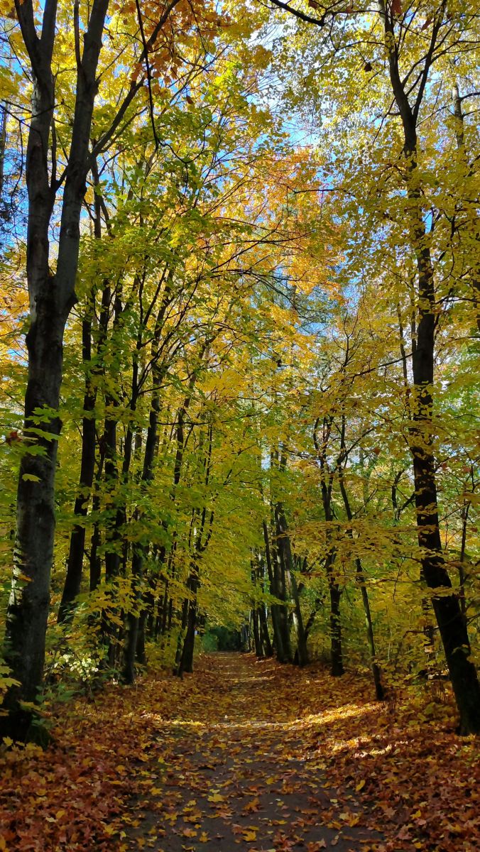 Fotógrafo Romek58, Fotos sobre el clima en Wieluń - Weawow