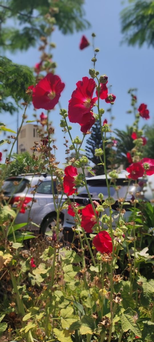 Weather Photos in Israel. Weather forecasts with beautiful photos by Soft_Focus