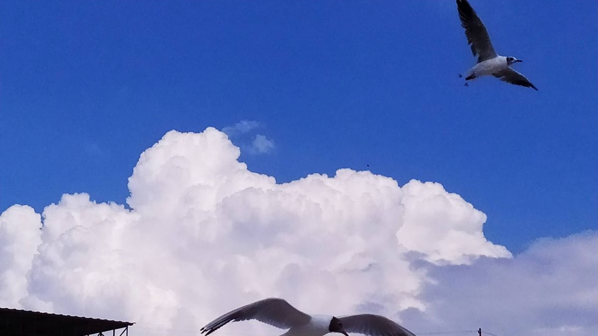 Photos météo à Ochakiv. Prévisions météo avec de superbes photos de Ligur