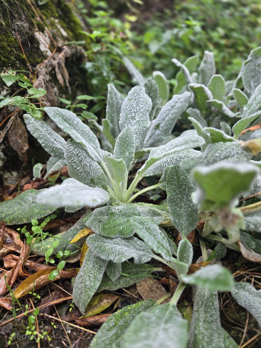 Fotos sobre el clima en Moldavia. Pronósticos del tiempo con hermosas fotos de MariaLemann